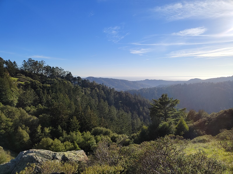 Bild Muir Woods